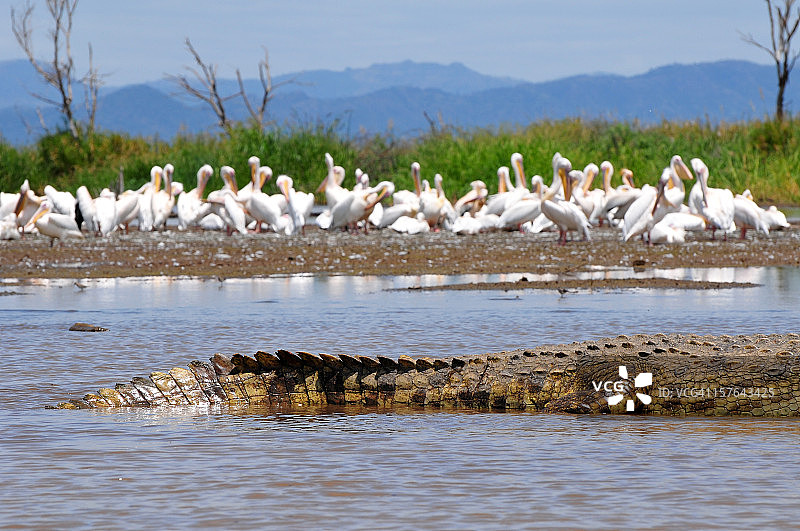 埃塞俄比亚查莫湖上的鳄鱼和鹈鹕图片素材