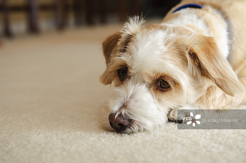 悲伤的狗图片素材