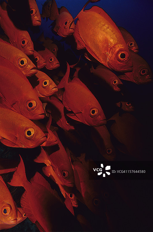 海洋面孔图片素材