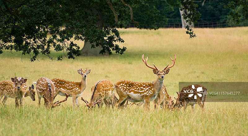 spotted deer图片素材