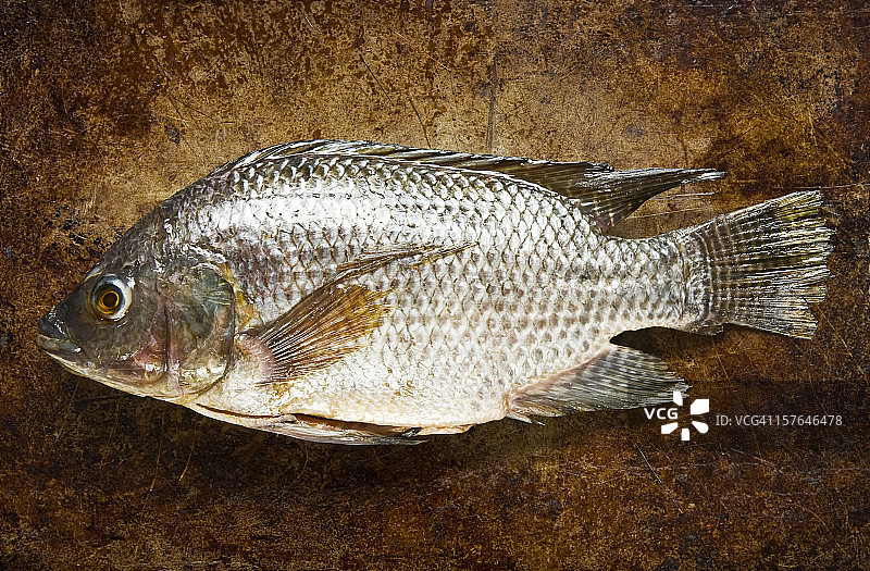 罗非鱼图片素材