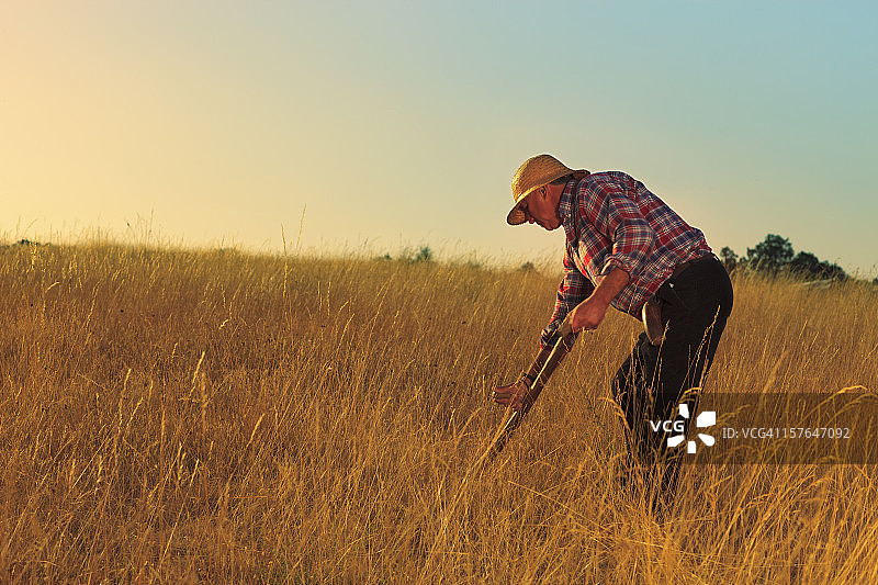 农民使用镰刀图片素材