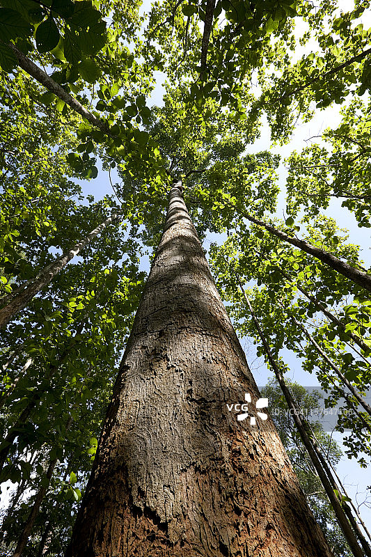 柚木森林树冠图片素材