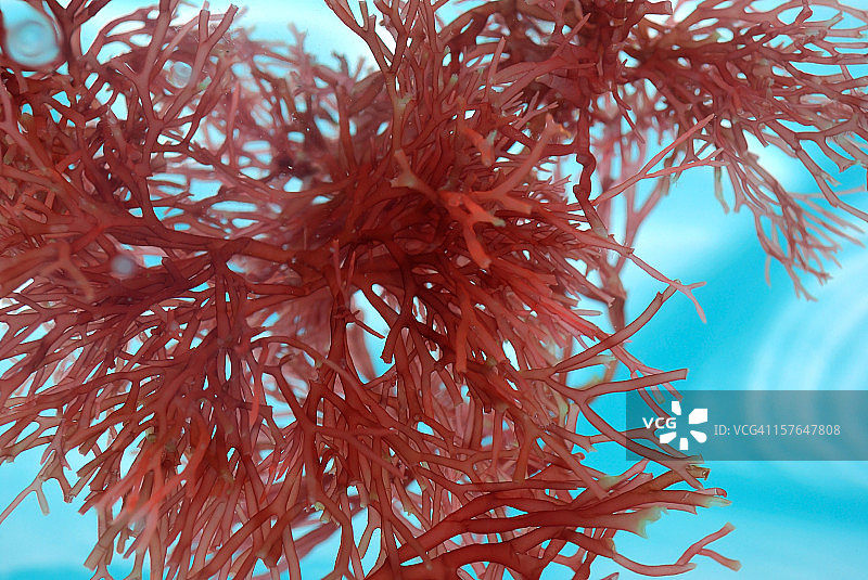 红色海藻在清澈水中漂浮，全画幅背景图片素材