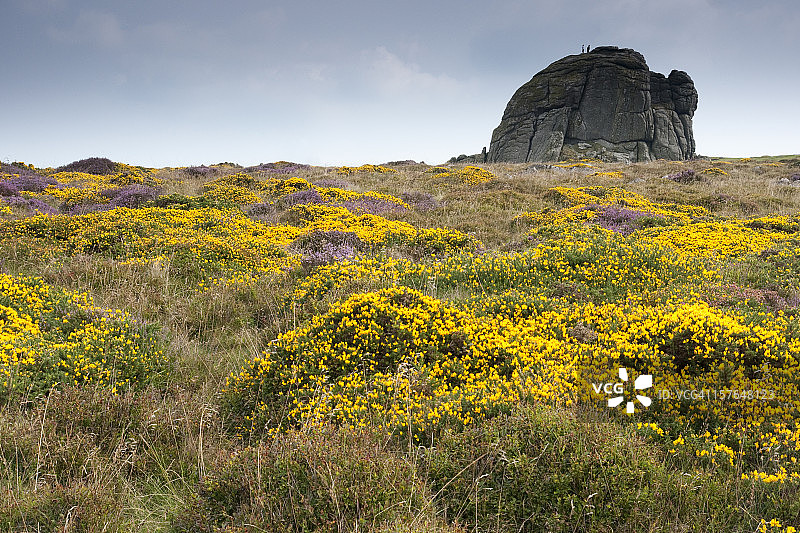 达特穆尔上的黑托图片素材