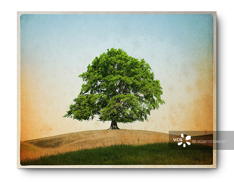 孤独山毛榉的Grunge风格图像图片素材