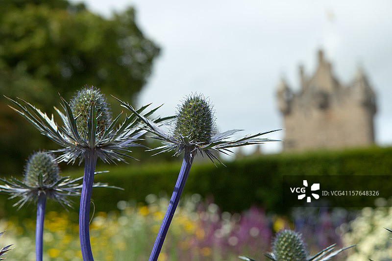 苏格兰蓟和考德城堡图片素材