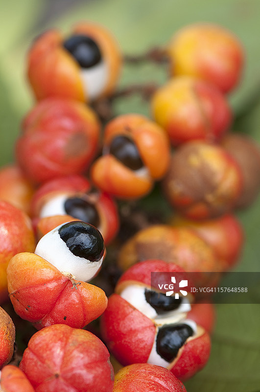 瓜拉纳果实图片素材