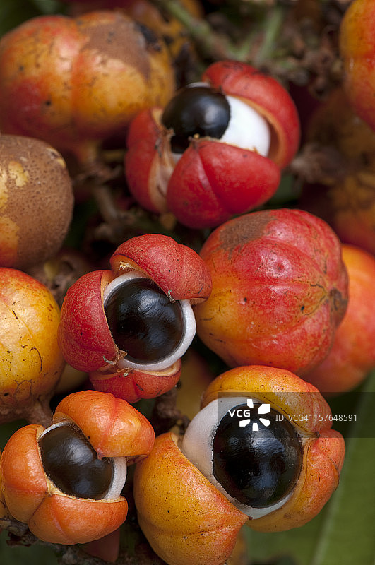 橙红色瓜拉纳果实特写图片素材