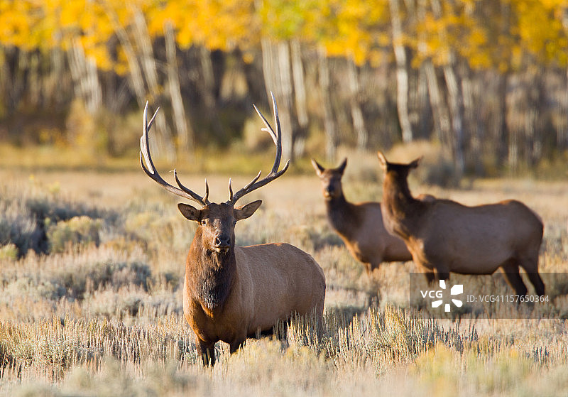 麋鹿与母牛图片素材