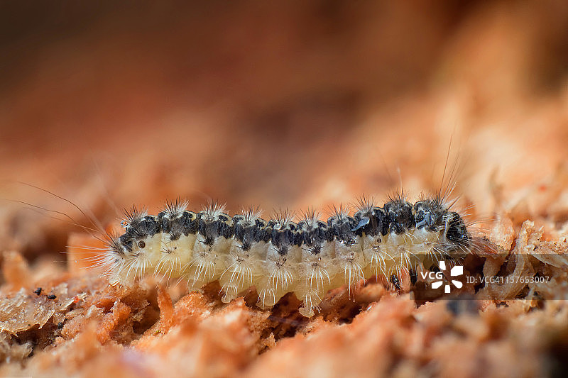 木头上的毛毛虫图片素材