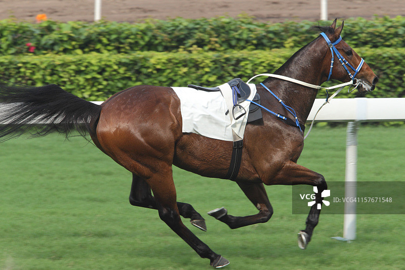 赛马事故图片素材