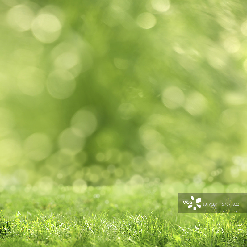 绿草图片素材