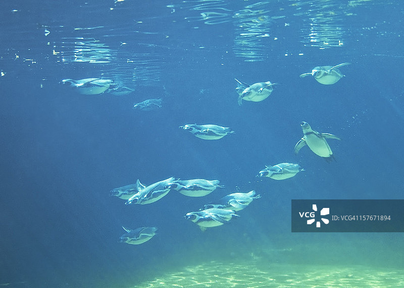 水下企鹅群图片素材