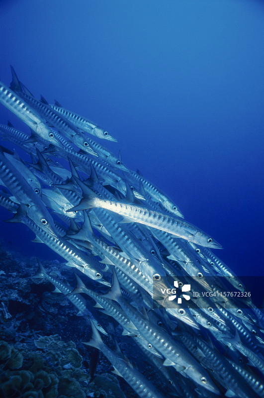 梭鱼学校图片素材