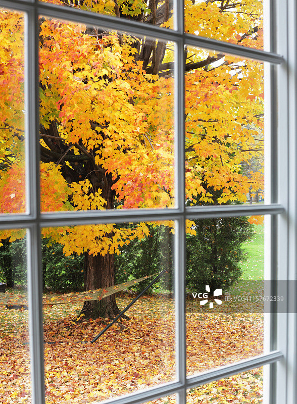 透过后院飘落的秋叶图片素材