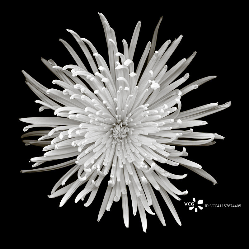 单色菊花图片素材