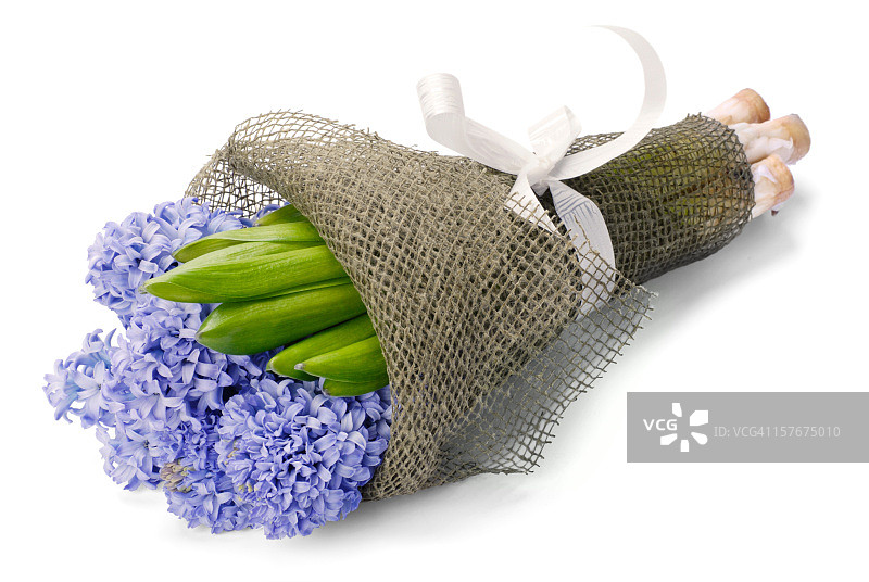 风信子花束图片素材