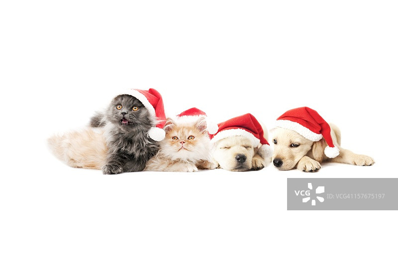 宠物圣诞老人图片素材