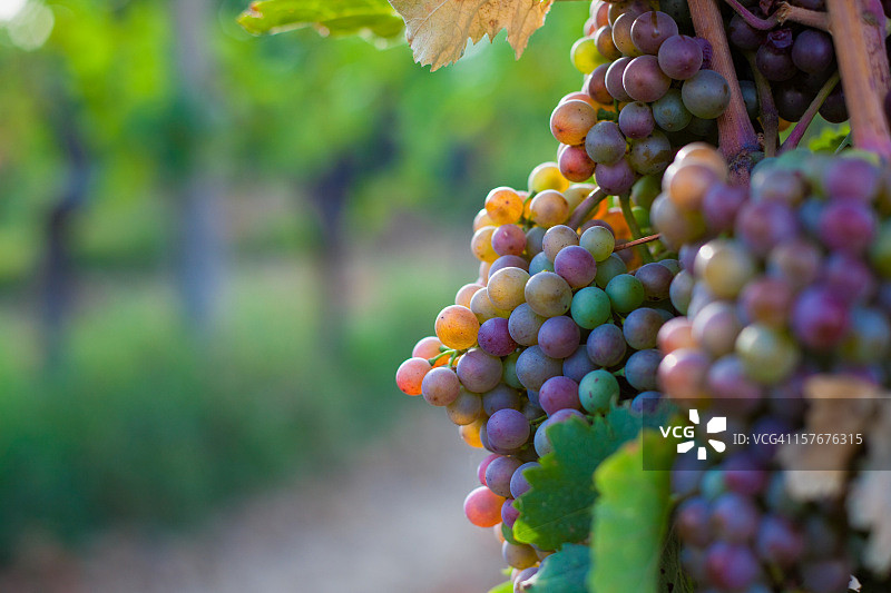 葡萄园里的葡萄图片素材