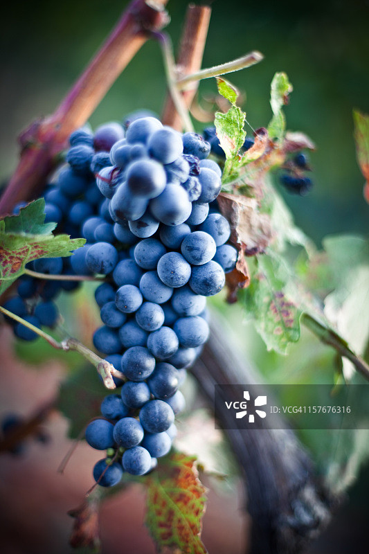 葡萄园里的葡萄图片素材
