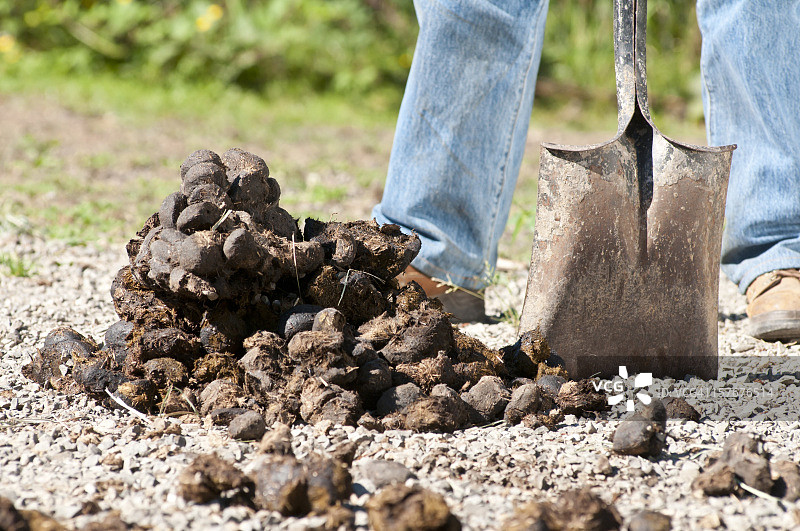 清理马粪图片素材