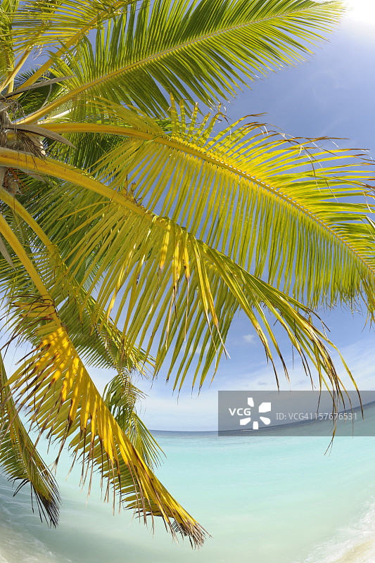 棕榈叶与碧绿海面上的阳光图片素材