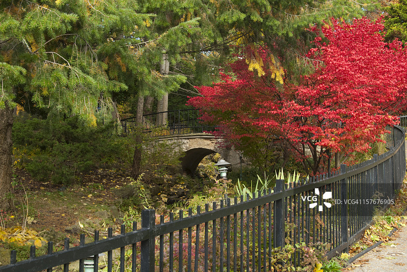 盛开的盐肤木图片素材