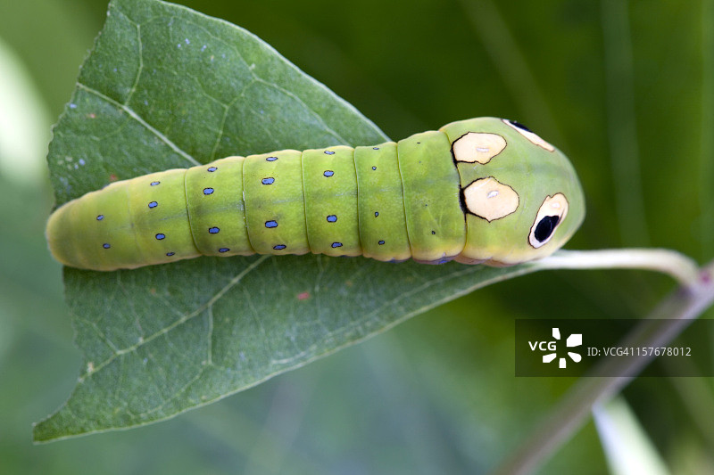 香料灌木燕尾蝶毛虫幼虫在树叶上图片素材