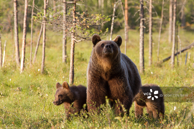 带着幼崽的欧洲雌性棕熊图片素材