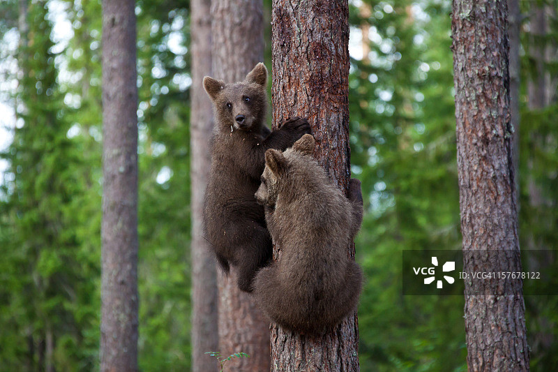 两只小棕熊爬树图片素材