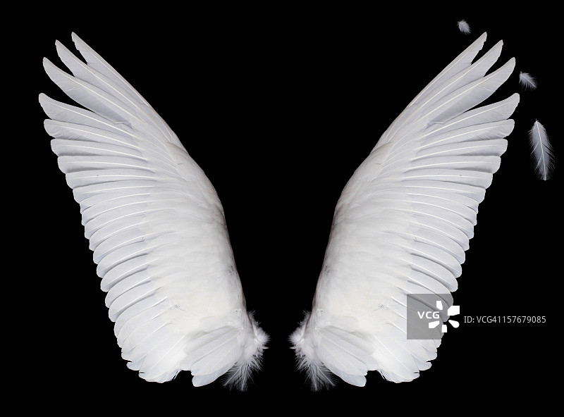 黑色背景上的翅膀图片素材