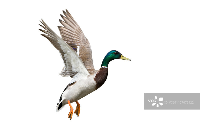 白色、绿色和棕色的绿头鸭飞翔的侧面图图片素材