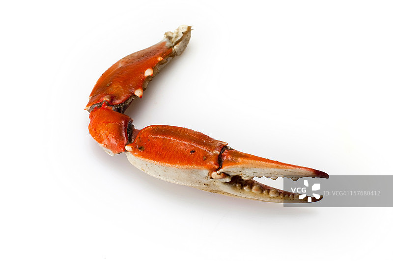 白色背景下的蟹爪图片素材