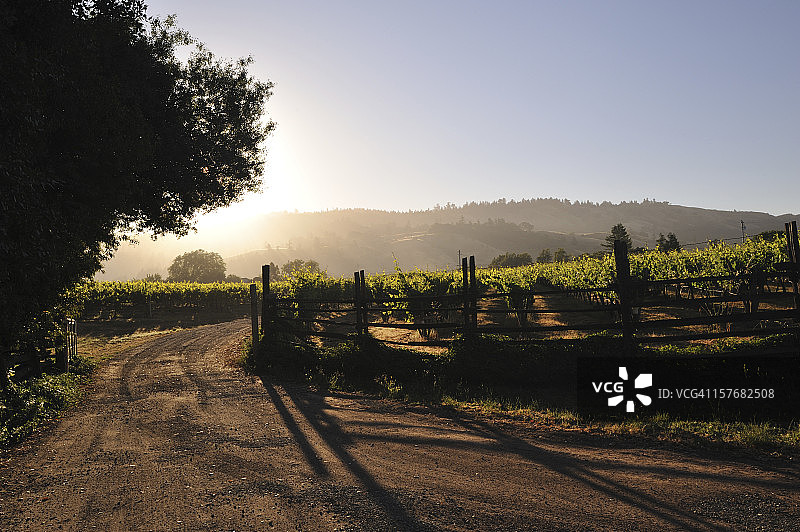 日出时分的葡萄园图片素材