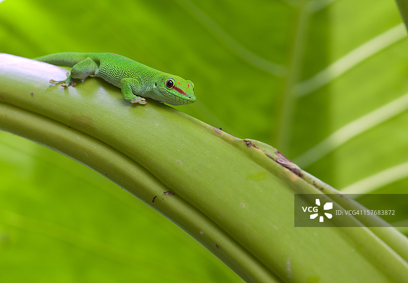 马达加斯加壁虎图片素材