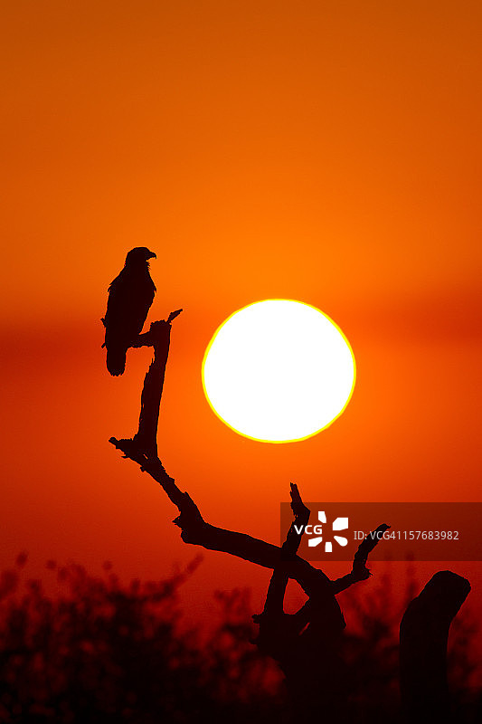 日落之鹰图片素材