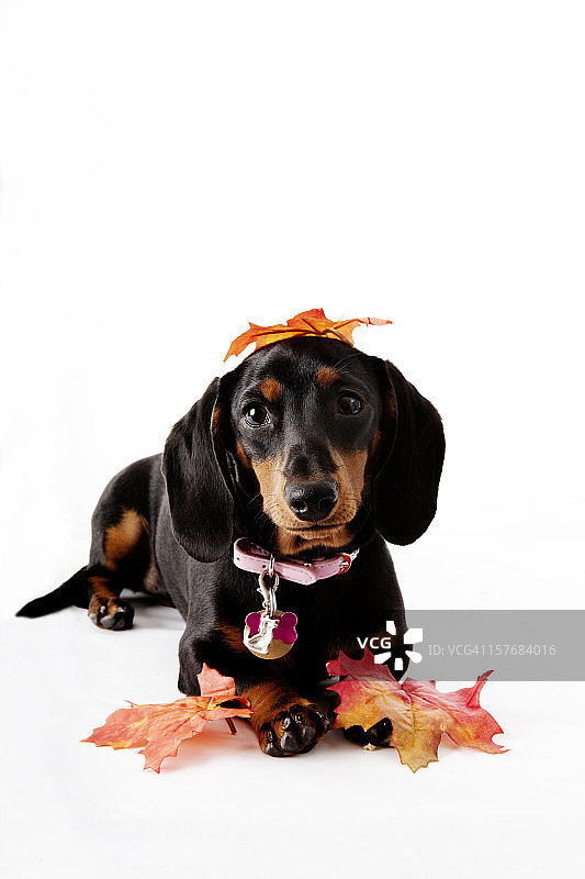 秋日可爱小狗：腊肠犬与落叶图片素材