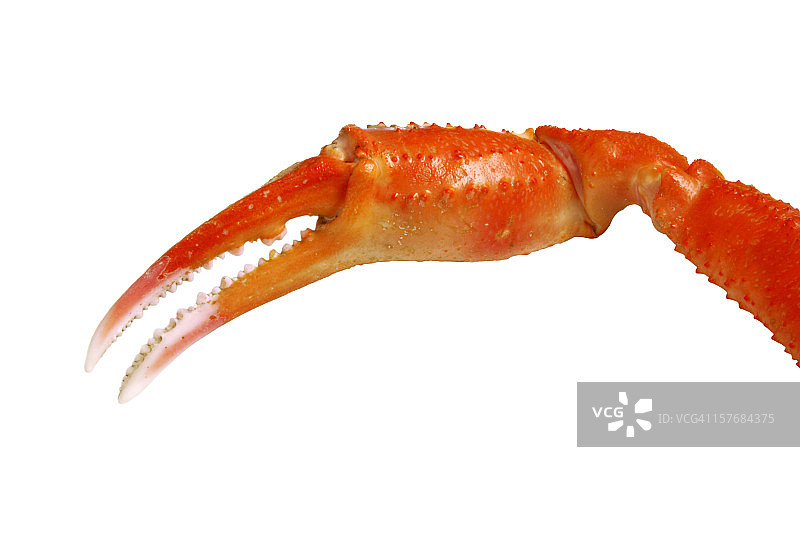 螃蟹的爪子图片素材