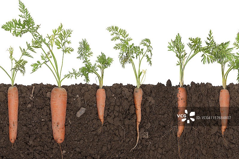 土壤中的胡萝卜植株图片素材