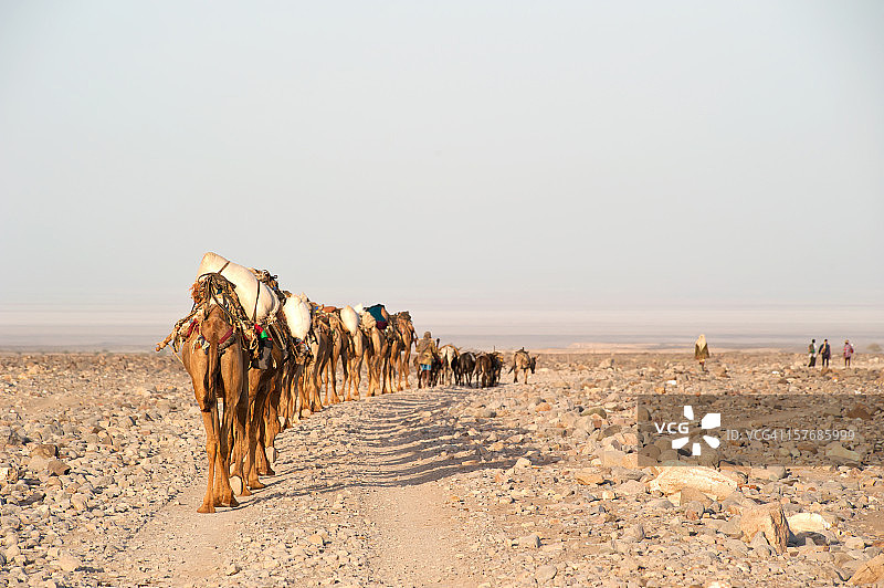 前往埃塞俄比亚达纳基尔沙漠的骆驼商队图片素材