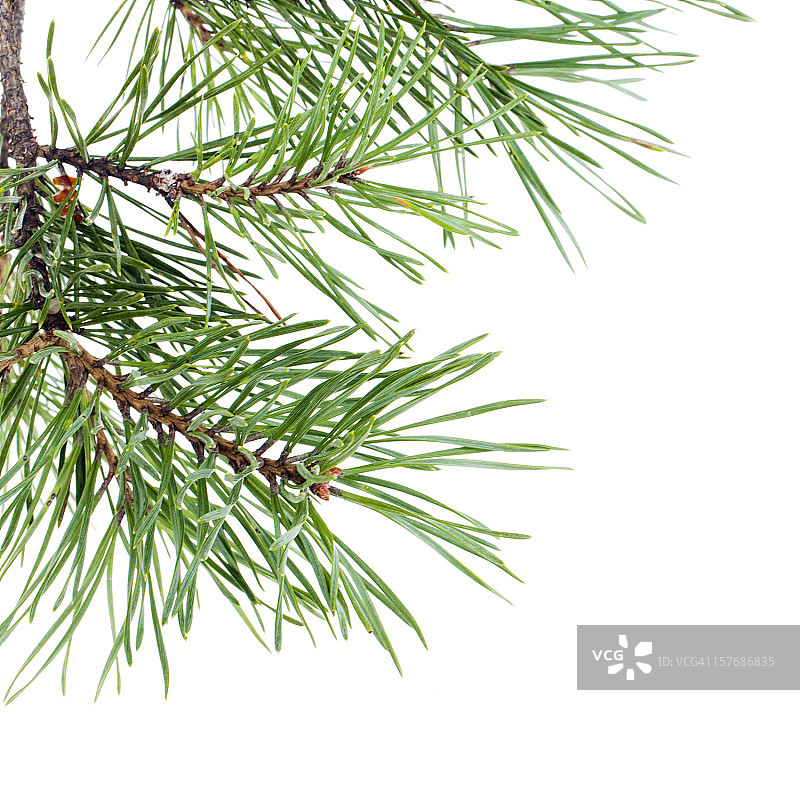 松树的树枝图片素材