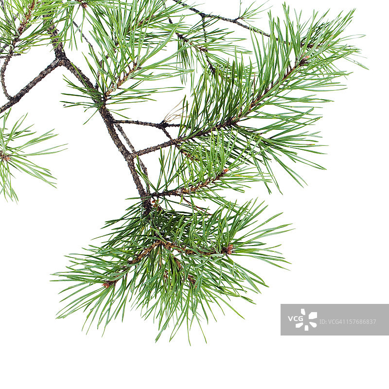 松树枝图片素材