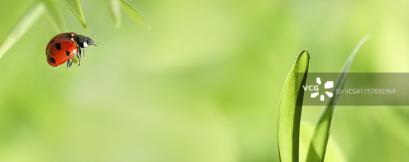 瓢虫在绿草上图片素材