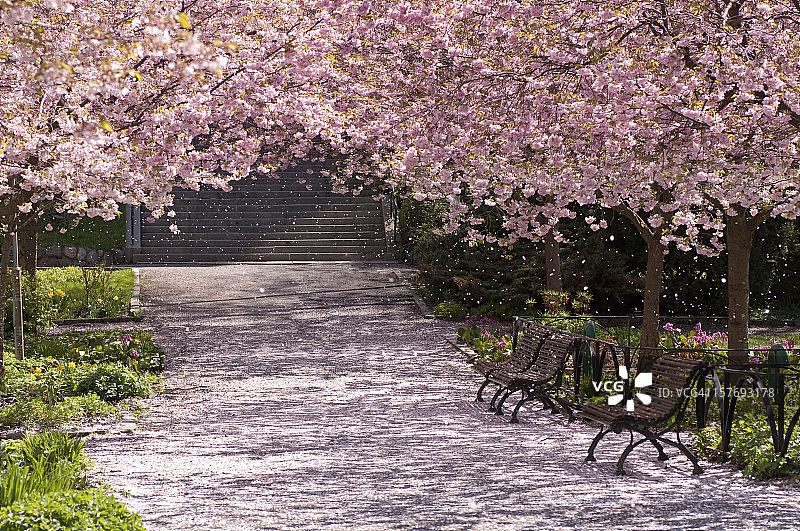 樱花树公园里的魔法光芒图片素材