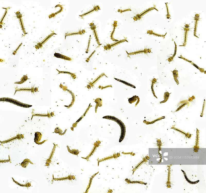 25倍显微镜下的寨卡病毒蚊子和蝇幼虫图片素材