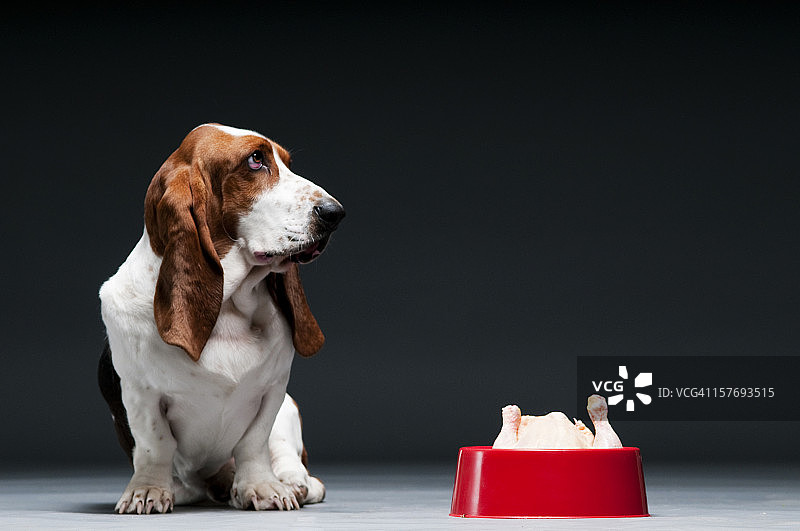 小狗和碗里的鸡肉图片素材