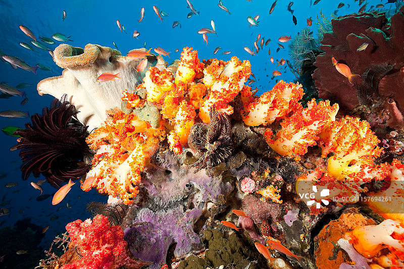 科莫多国家公园的橘色软珊瑚水下天堂，印度尼西亚图片素材