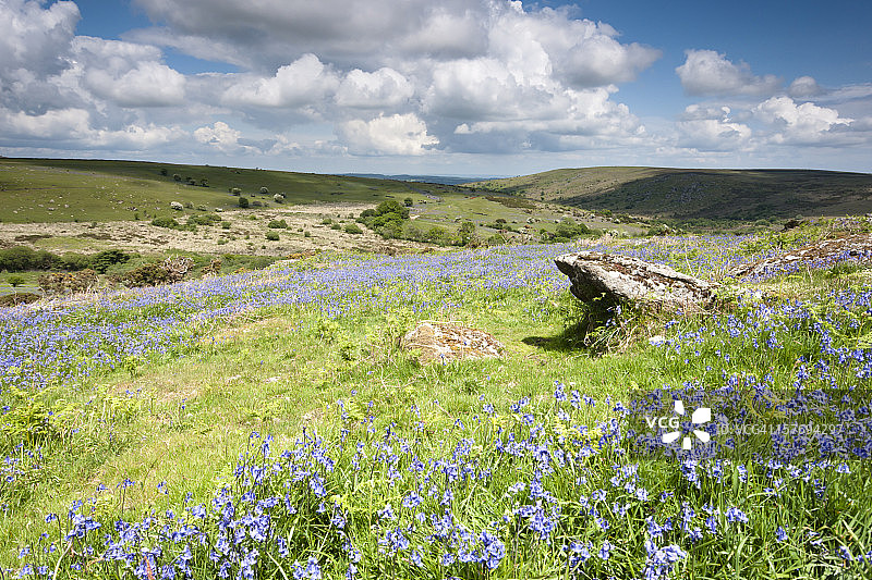 达特穆尔海托附近的风铃草图片素材