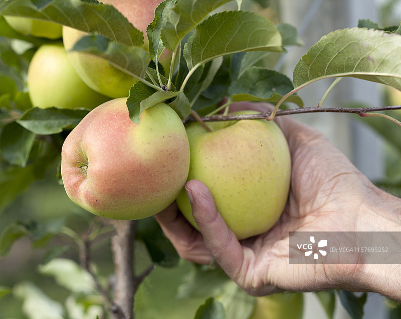 男人摘黄苹果图片素材
